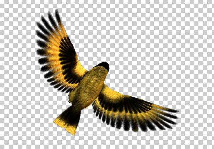 Bird Oiseaux De La Campagne Computer Icons PNG, Clipart, Accipitriformes, Animals, Beak, Bird, Bird Of Prey Free PNG Download