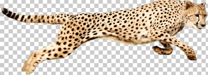 Cheetah PNG, Clipart, Animals, Big Cats, Carnivoran, Cat Like Mammal, Cheetah Free PNG Download