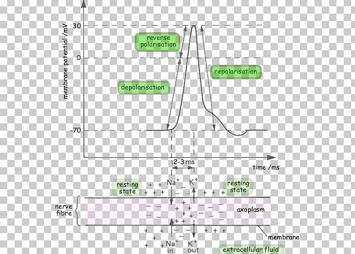 Depolarization Cell Membrane Membrane Potential Resting Potential Repolarization PNG, Clipart, Action Potential, Angle, Area, Cell, Cell Membrane Free PNG Download