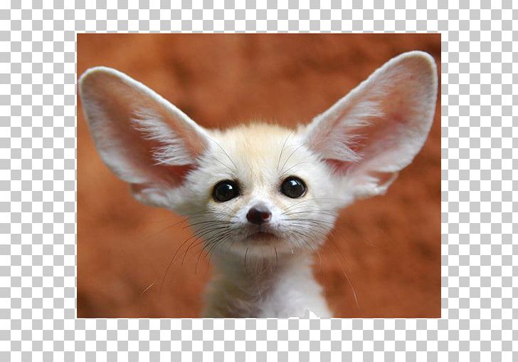 Fennec Fox Pet Animal Pembroke Welsh Corgi PNG, Clipart, Animal, Animals, Carnivoran, Cuteness, Dog Like Mammal Free PNG Download