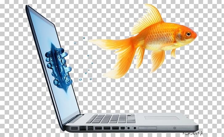 Laptop Computer Monitors Hewlett-Packard Responsive Web Design PNG, Clipart, Advertising, Computer, Computer Monitors, Desktop Wallpaper, Fish Free PNG Download