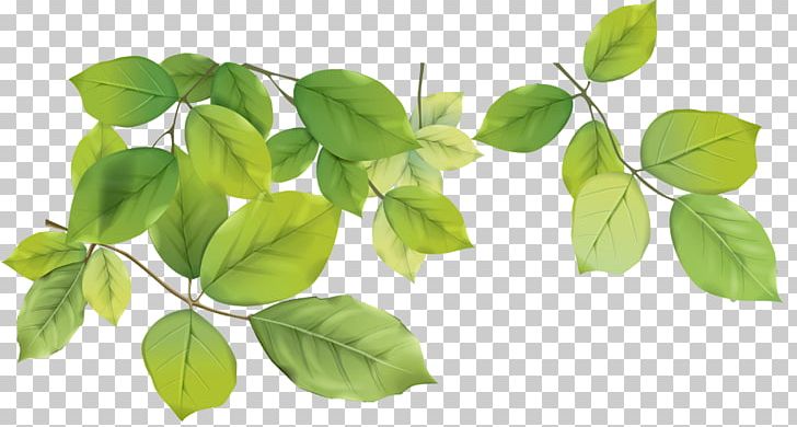 Green PNG, Clipart, Autumn Leaf Color, Basil, Branch, Clip Art, Color Free PNG Download