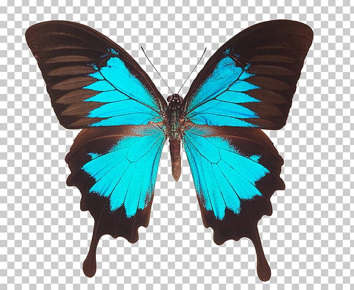 How To Pass Higher Biology For CfE EBook Ulysses Butterfly PNG, Clipart, 7 E, Arthropod, Biology, Book, Brush Footed Butterfly Free PNG Download