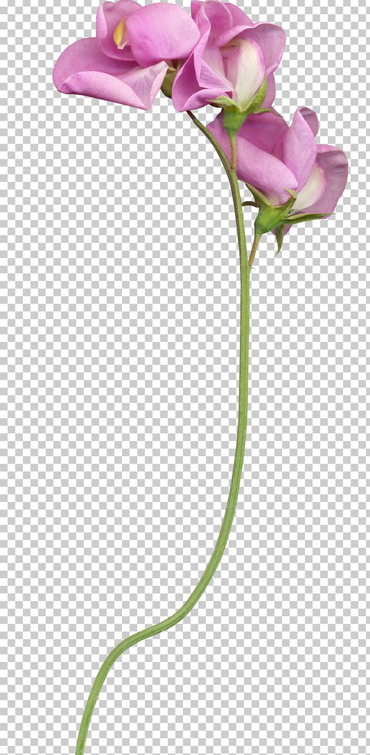 Cut Flowers Plant Stem Bud PNG, Clipart, Autum, Bahar Cicekleri, Bud, Cut Flowers, Flora Free PNG Download