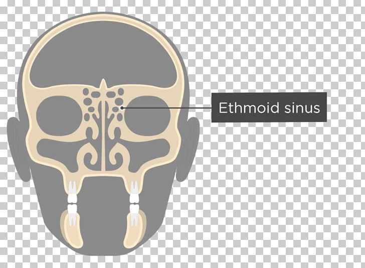 Perpendicular Plate Of Ethmoid Bone Ethmoid Sinus Anatomy PNG, Clipart, Anatomy, Bone, Brand, Ethmoid Bone, Ethmoid Sinus Free PNG Download
