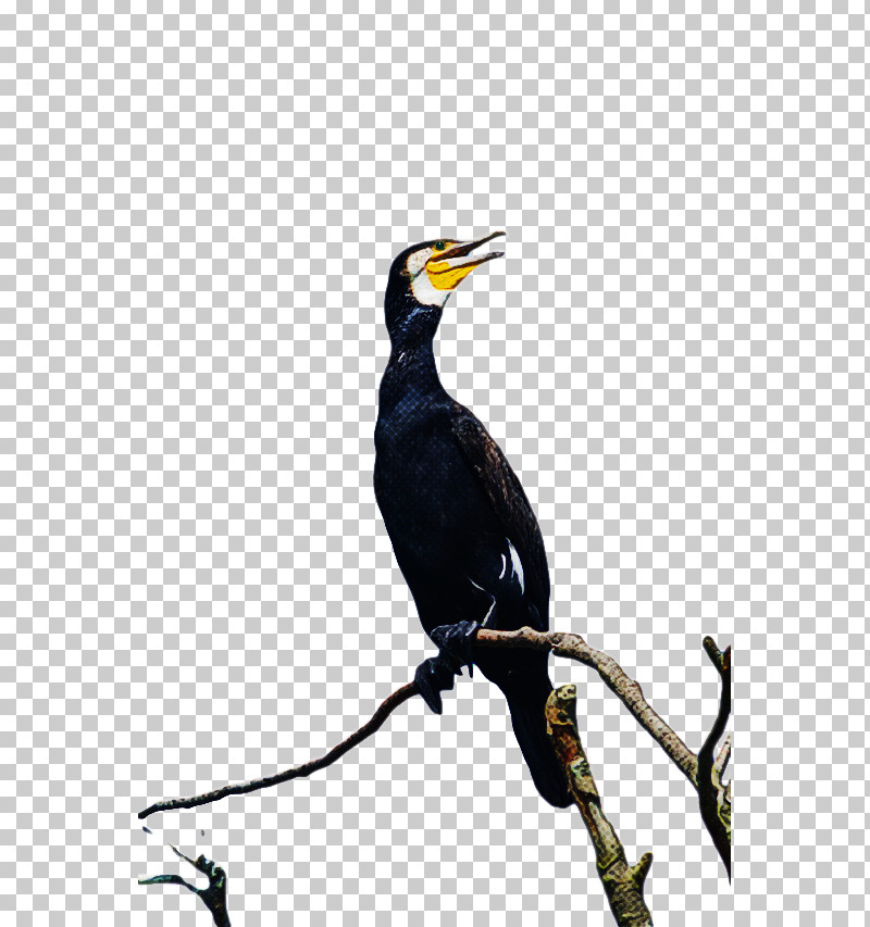 Hornbill Coraciiformes Beak PNG, Clipart, Beak, Coraciiformes, Hornbill Free PNG Download