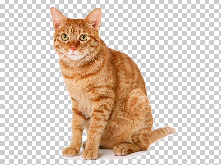 A Mango-Shaped Space Cat American Library Association Kitten Adoption PNG, Clipart, American Bobtail, American Shorthair, Animals, Carnivoran, Cat Like Mammal Free PNG Download