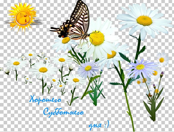 Butterfly PNG, Clipart, Brush Footed Butterfly, Daisy Family, Data, Flower, Honey Bee Free PNG Download