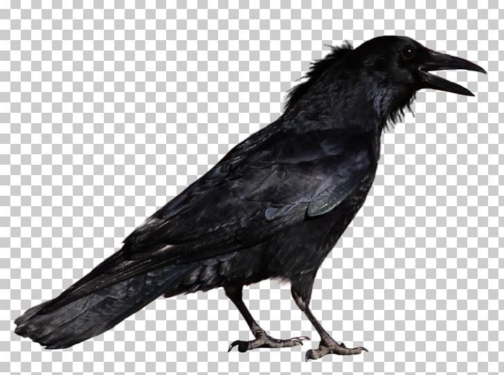 Common Raven Bird PNG, Clipart, American Crow, Animals, Beak, Black And White, Common Raven Free PNG Download