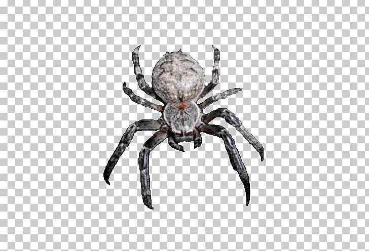 European Garden Spider Barn Spider Crab Wolf Spider PNG, Clipart, Angulate Orbweavers, Animals, Arachnid, Araneus, Araneus Cavaticus Free PNG Download