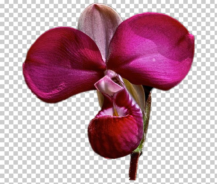 Moth Orchids Ecuador Epidendrum Secundum Plant Costa PNG, Clipart, Costa, Cut Flowers, Ecuador, Endemism, Epidendrum Free PNG Download