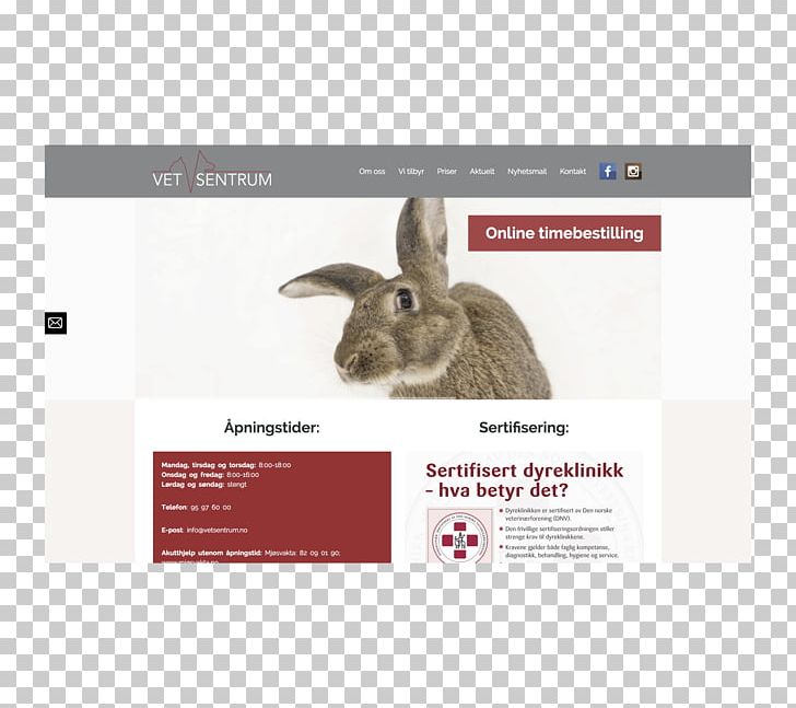 Web Development WordPress Domestic Rabbit Corporate Website PNG, Clipart, Brand, Client, Coma, Corporate Website, Domestic Rabbit Free PNG Download