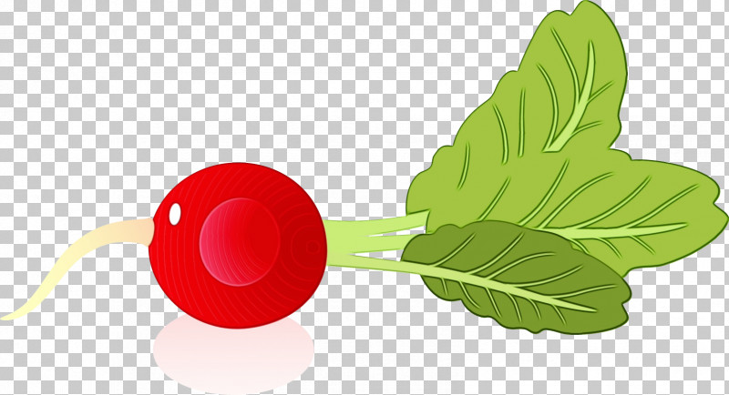 Leaf Leaf Vegetable Radish Flower Fruit PNG, Clipart, Biology, Flower, Fruit, Leaf, Leaf Vegetable Free PNG Download