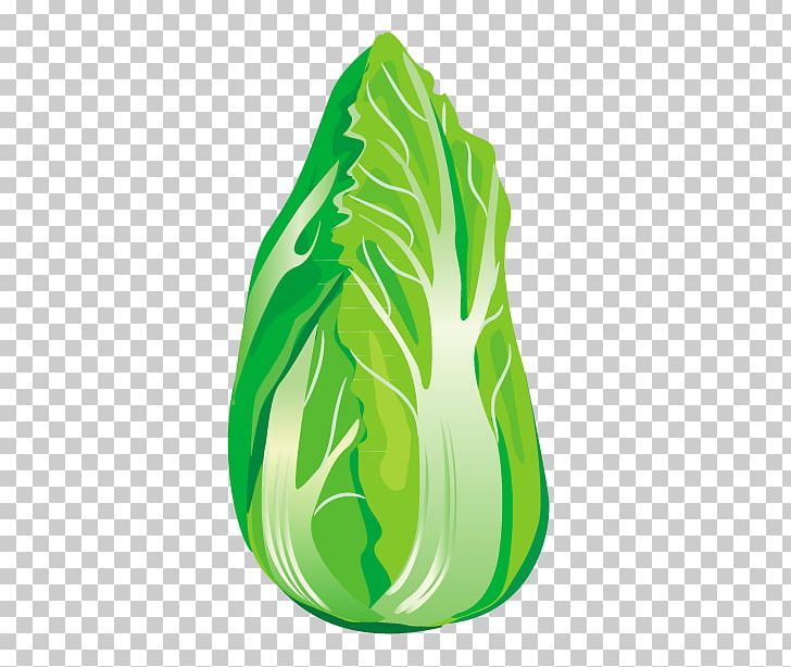 Green Vegetable Chinese Cabbage PNG, Clipart, Cabbage, Cabbage Vector, Chinese, Chinese Border, Chinese Dragon Free PNG Download