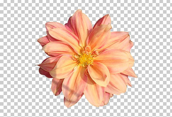 Portable Network Graphics Flower Rose PNG, Clipart, Austin, Chrysanths, Computer Icons, Cut Flowers, Dahlia Free PNG Download