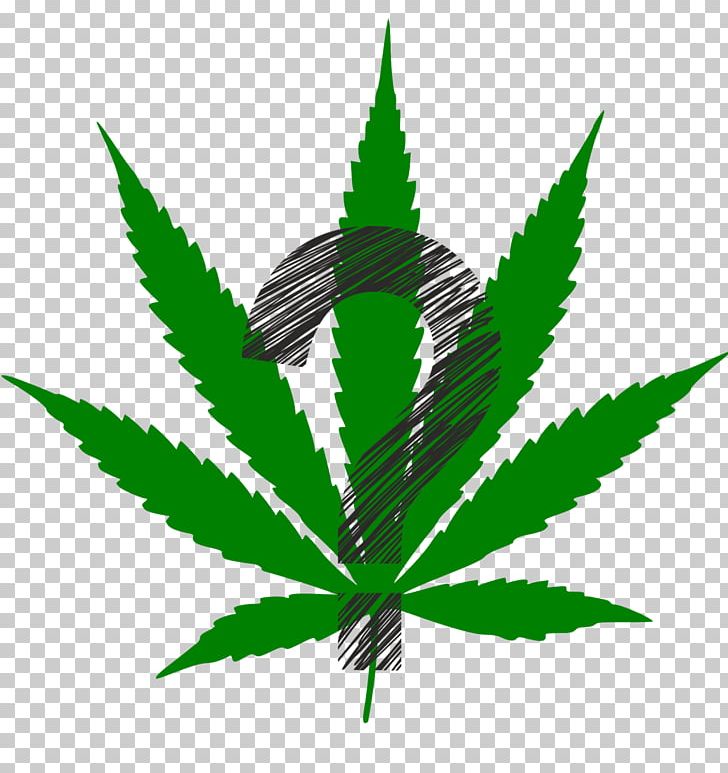 Cannabis Sativa Hemp Cannabis Ruderalis Medical Cannabis PNG, Clipart, Cannabis, Cannabis Cultivation, Cannabis Leaf, Cannabis Ruderalis, Cannabis Sativa Free PNG Download