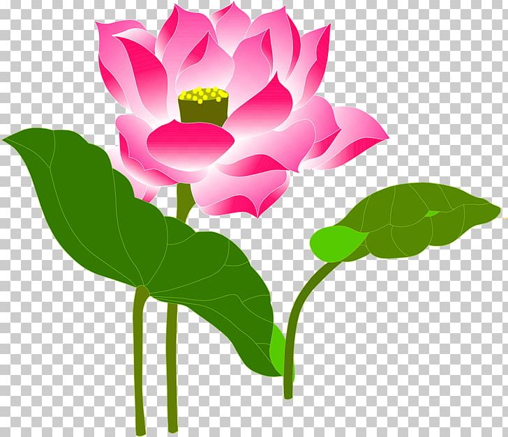 Drawing Art Nelumbo Nucifera PNG, Clipart, Annual Plant, Aquatic Plant, Cut Flowers, Drawing, Element Free PNG Download