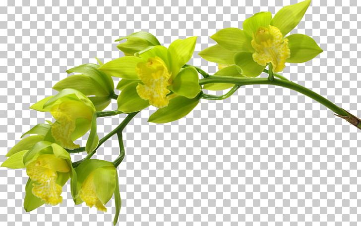 Moth Orchids Cut Flowers Green PNG, Clipart, Boat Orchid, Branch, Bud, Color, Cut Flowers Free PNG Download