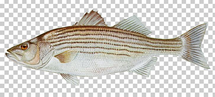 Striped Bass Fishing PNG, Clipart, Atlantic Salmon, Barramundi, Bass, Bass Fish, Bass Fishing Free PNG Download