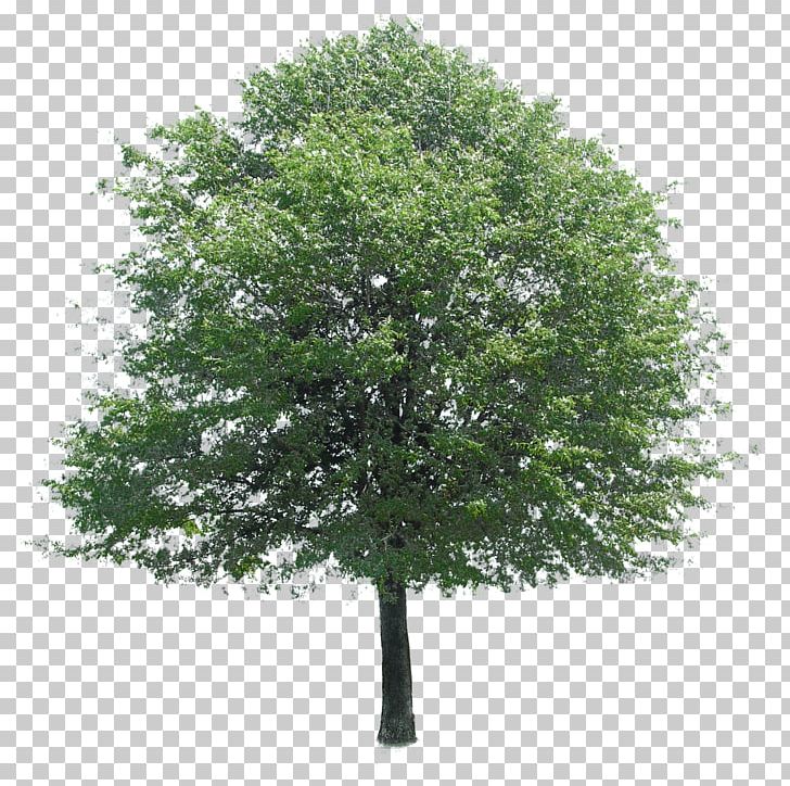 Tree Stock Photography Architecture PNG, Clipart, Acer Campestre, Architectural Rendering, Architecture, Ash, Branch Free PNG Download
