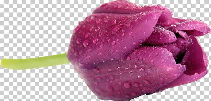 Tulip Flower Paper FIBERAM PNG, Clipart, Bud, Closeup, Color, Cut Flowers, Fiberam Free PNG Download