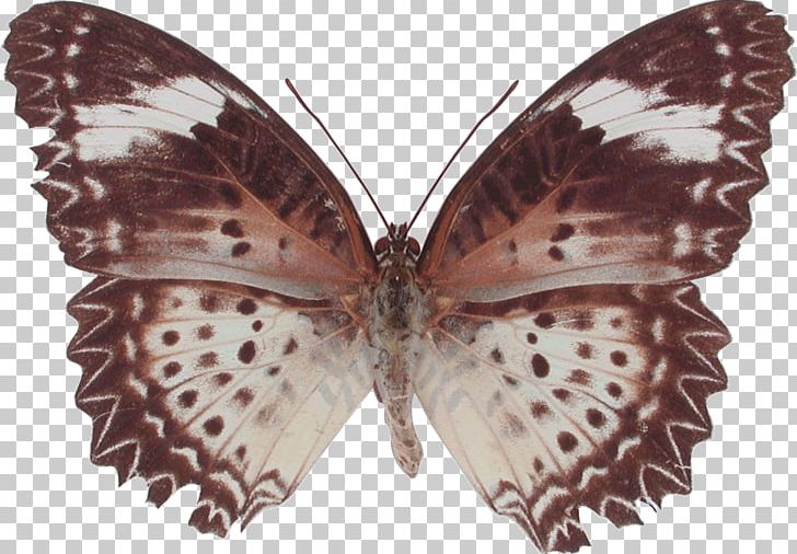 Brush-footed Butterflies Butterfly Moth Gossamer-winged Butterflies Cethosia Cyane PNG, Clipart, Arthropod, Brush Footed Butterfly, Butterfly, Cethosia, Cethosia Biblis Free PNG Download