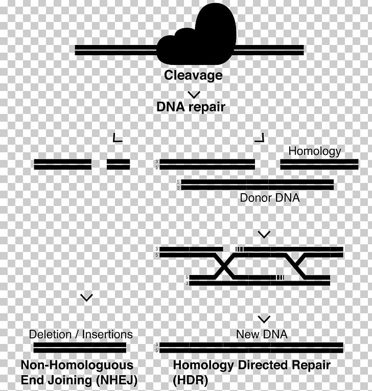 CRISPR DNA Repair Cas9 Zinc Finger Nuclease Germline Mutation PNG, Clipart, Angle, Area, Black, Black And White, Brand Free PNG Download