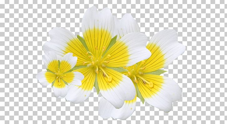 Cut Flowers Herbaceous Plant Plants Flowering Plant PNG, Clipart, Cut Flowers, Flower, Flowering Plant, Herbaceous Plant, Petal Free PNG Download