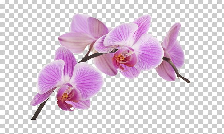 Orchids Fototapeta Flower Boat Orchid Plant PNG, Clipart, Adhesive, Boat Orchid, Cattleya, Dendrobium, Duvar Resmi Free PNG Download