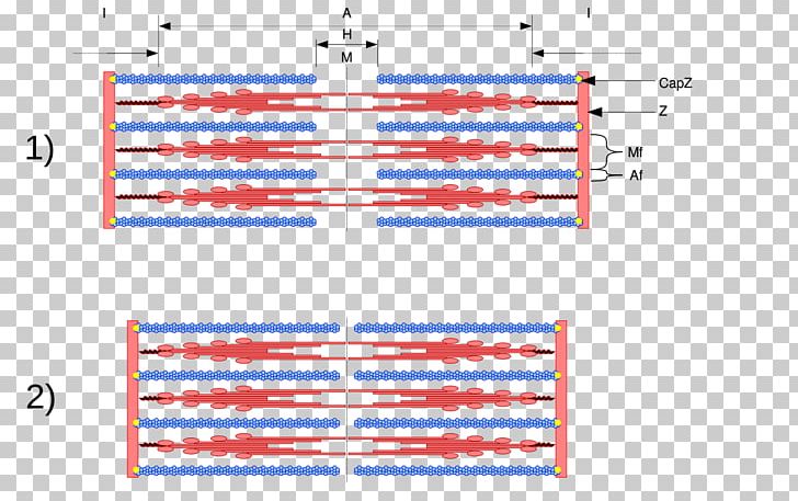 Sliding Filament Theory Muscle Contraction Myosin Sarcomere Myofilament PNG, Clipart, Actin, Angle, Area, Blue, Cell Free PNG Download