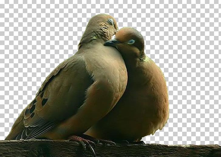 Bird Domestic Pigeon Owl PNG, Clipart, Animal, Animals, Beak, Bird, Clip Art Free PNG Download