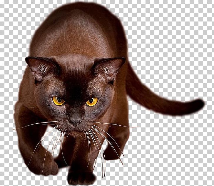 Halloween Brown Cat PNG, Clipart, Amber, Asian, Black Cat, Blue, Bomba Free PNG Download