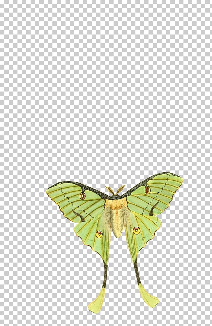 Monarch Butterfly Moth Insect Pieridae PNG, Clipart, Animal, Arthropod, Brush Footed Butterfly, Butterflies And Moths, Butterfly Free PNG Download