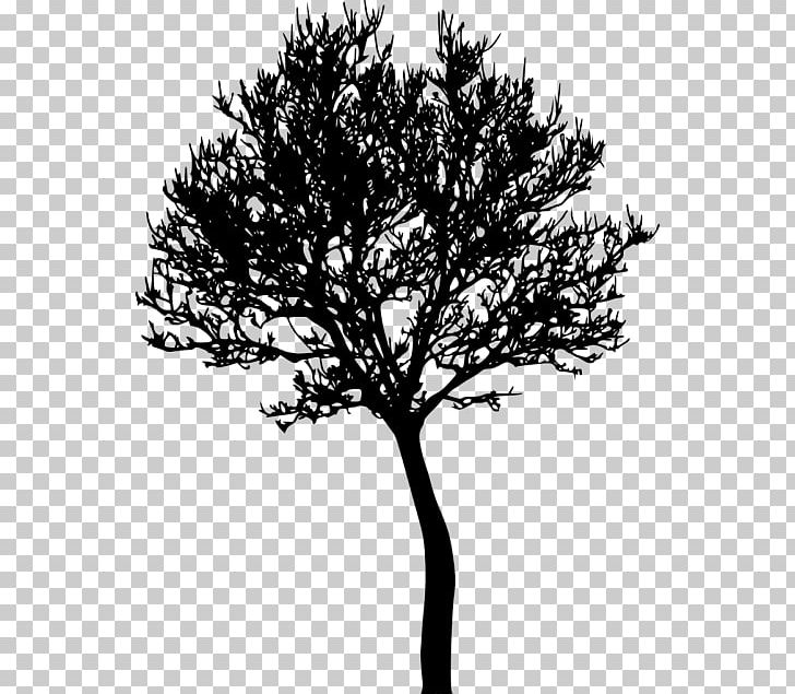 Photography Tree PNG, Clipart, Bare, Black And White, Branch, Information, Leaf Free PNG Download