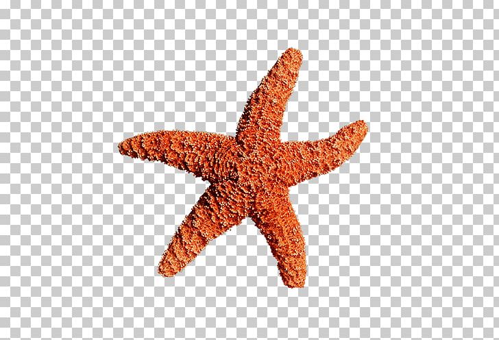 Starfish PNG, Clipart, Animals, Beautiful Starfish, Encapsulated Postscript, Fivepointed, Fivepointed Star Free PNG Download