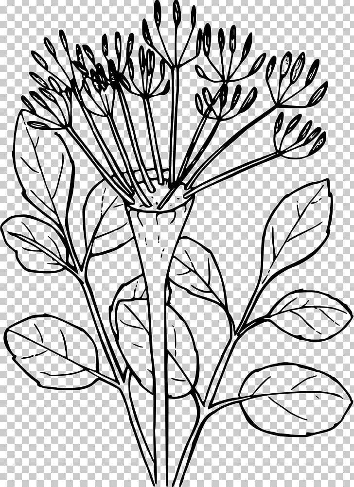 Desert Xerocole Drawing PNG, Clipart, Black And White, Branch, Color, Coloring Book, Coloring Page Free PNG Download