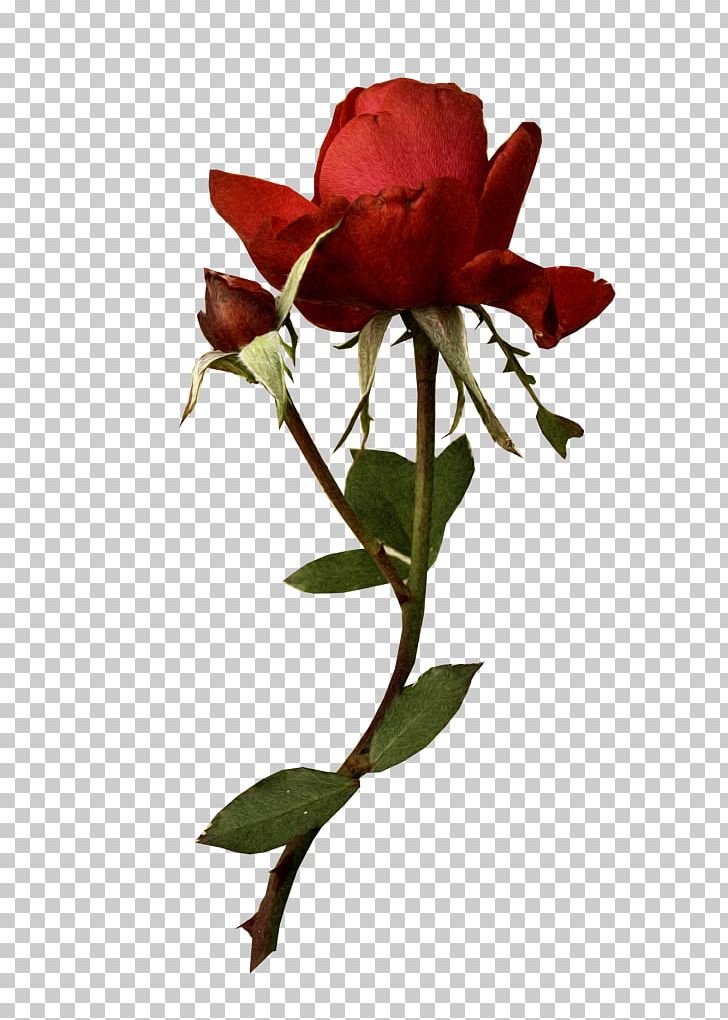 Garden Roses Photography PNG, Clipart, Art, Beautiful Rose, Bud, Cut Flowers, Deviantart Free PNG Download
