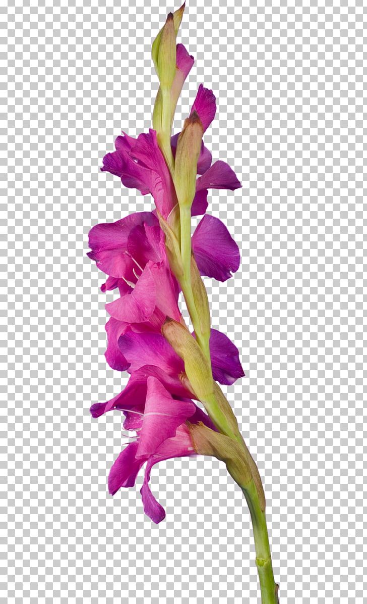 Gladiolus Cut Flowers Portable Network Graphics Iris Family PNG, Clipart, Birth Flower, Bulb, Cattleya, Cicek Resimleri, Cut Flowers Free PNG Download