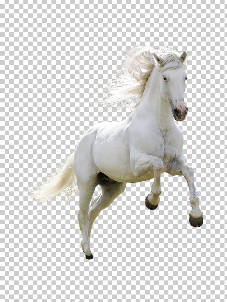 Horse Desktop Portable Network Graphics High-definition Video PNG, Clipart, 1080p, Animal Figure, Animals, Bridle, Desktop Environment Free PNG Download