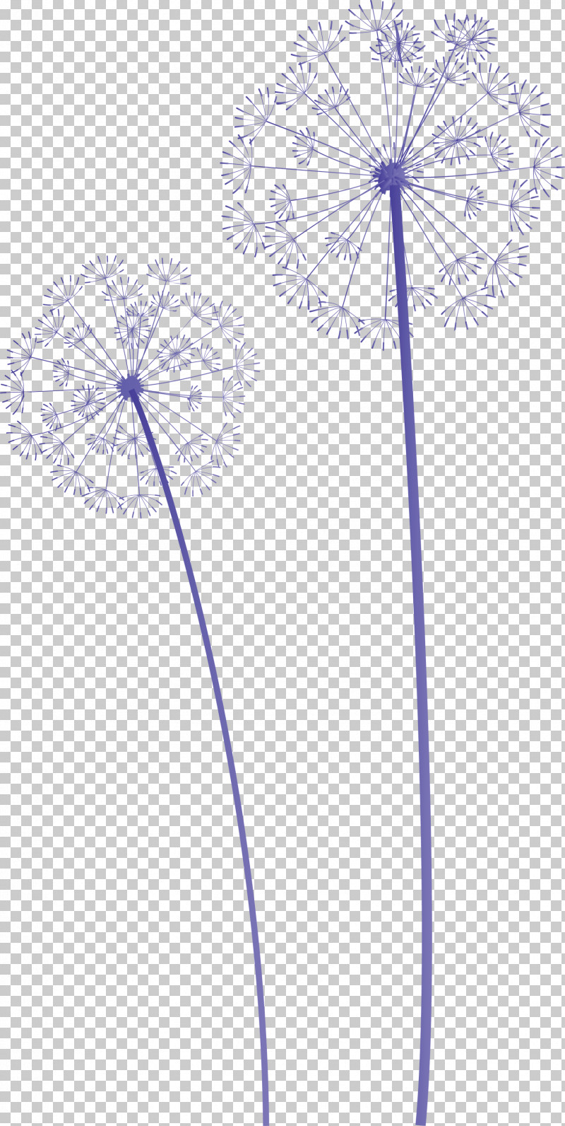 Dandelion PNG, Clipart, Biology, Dandelion, Flora, Flower, Geometry Free PNG Download