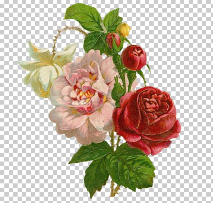 Garden Roses Painting Art PNG, Clipart, Artificial Flower, Centifolia Roses, Flower, Herbaceous Plant, Pink Free PNG Download