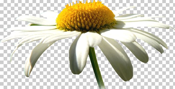 Oxeye Daisy German Chamomile Common Daisy PNG, Clipart, Aster, Camomile, Chamomile, Daisy Family, Flower Free PNG Download