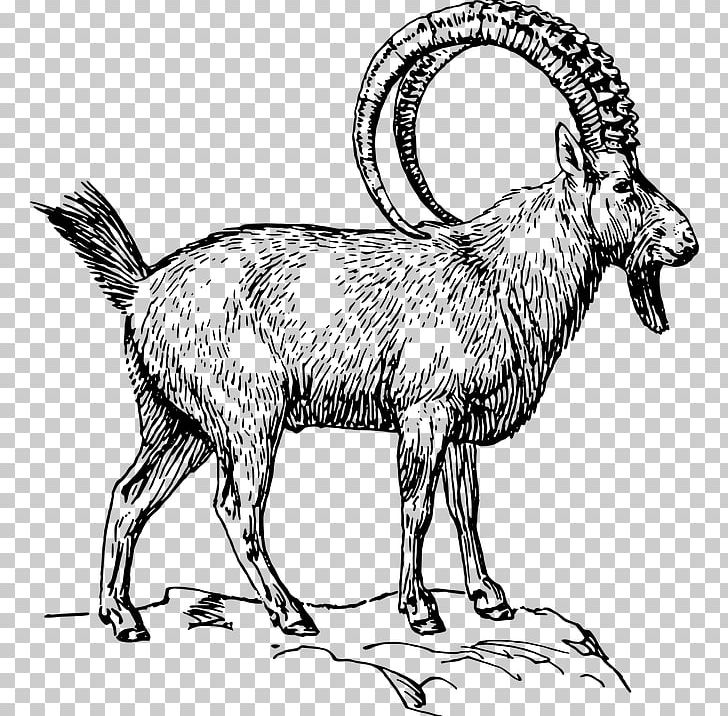 Alpine Ibex Drawing Markhor Pyrenean Ibex PNG, Clipart, Animal, Animal Figure, Black And White, Cattle Like Mammal, Coloring Book Free PNG Download