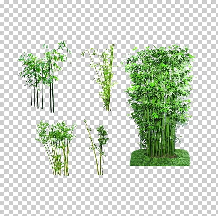 Bamboo Giant Panda Bonsai PNG, Clipart, Background Green, Bamboo, Bamboo Material, Bambusa Oldhamii, Cartoon Free PNG Download