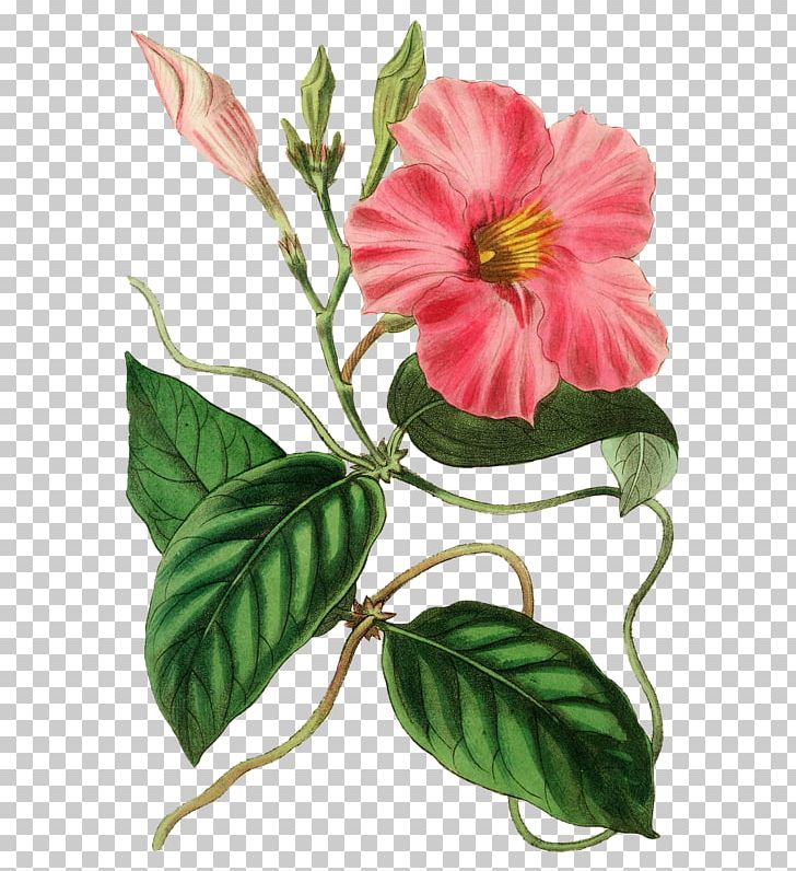 Mandevilla Atroviolacea Mandevilla Martiana Brazilian Jasmine Mandevilla Crassinoda PNG, Clipart, Botanical Illustration, Brazilian Jasmine, China Rose, Flower, Flowering Plant Free PNG Download