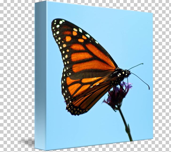 Monarch Butterfly Pieridae Brush-footed Butterflies Tiger Milkweed Butterflies PNG, Clipart, Arthropod, Brush Footed Butterfly, Butterfly, Butterfly Monarch, Insect Free PNG Download