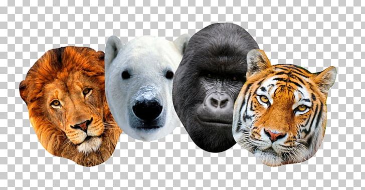 Tiger Mask Big Cat Wildlife PNG, Clipart, Animal, Animal Mask, Animals, Bengal Tiger, Big Cat Free PNG Download