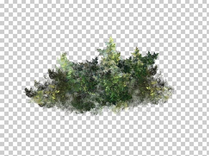 Tree Plant Algae Underwater PNG, Clipart, Algae, Aquatic Plants, Branch, Computer Icons, Conifer Free PNG Download