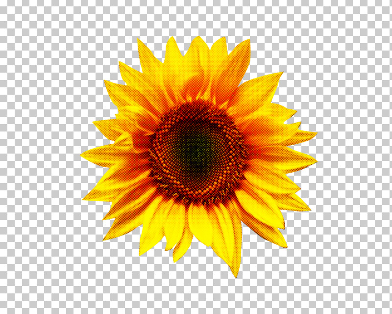 Sunflower PNG, Clipart, Asterales, Flower, Gerbera, Petal, Plant Free PNG Download