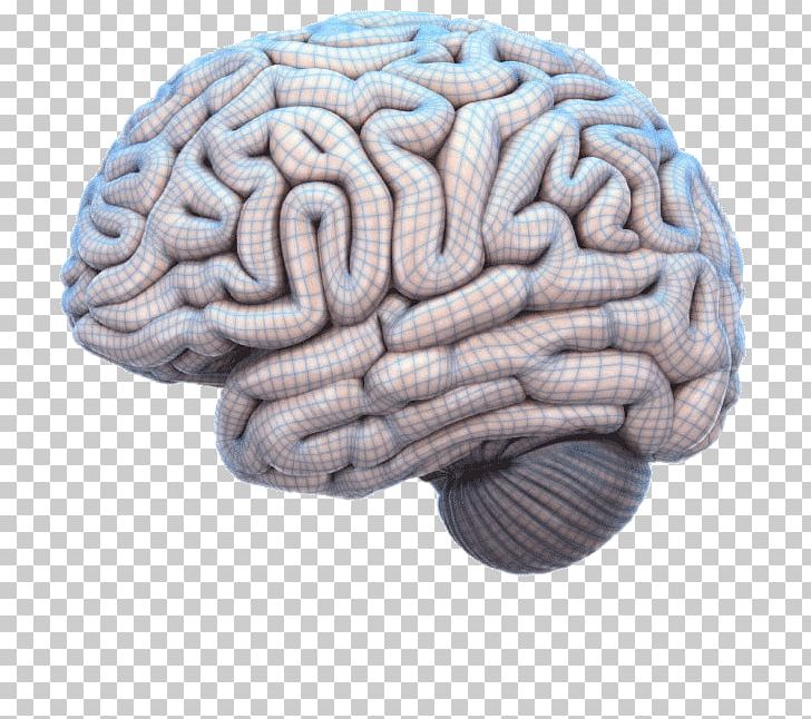 Brain Mapping Human Brain Project Anatomy PNG, Clipart, Amygdala, Anatomy, Beyin, Brain, Brain Injury Free PNG Download